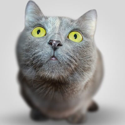 Bild_katzenkrankenversicherung katze grau grüne augen