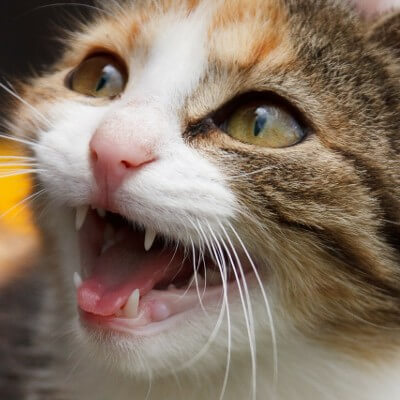 Bild_katzenkrankenversicherung katzen kopf zähne