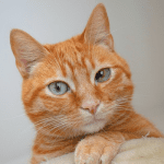 Bild_tierkrankenversicherung katze orange